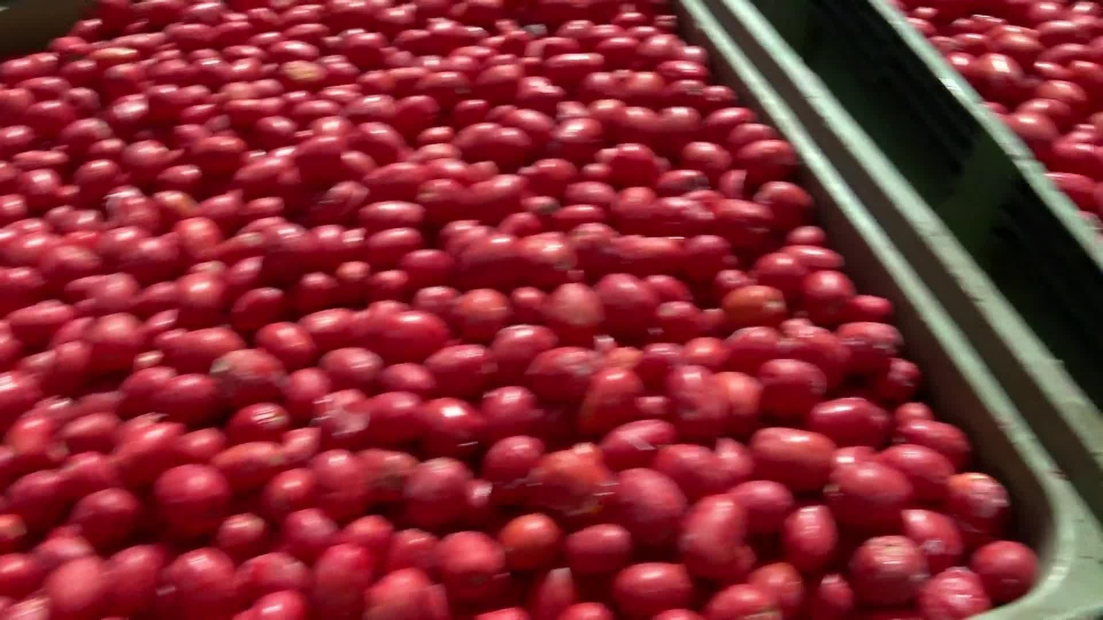 va preparativos tomatina