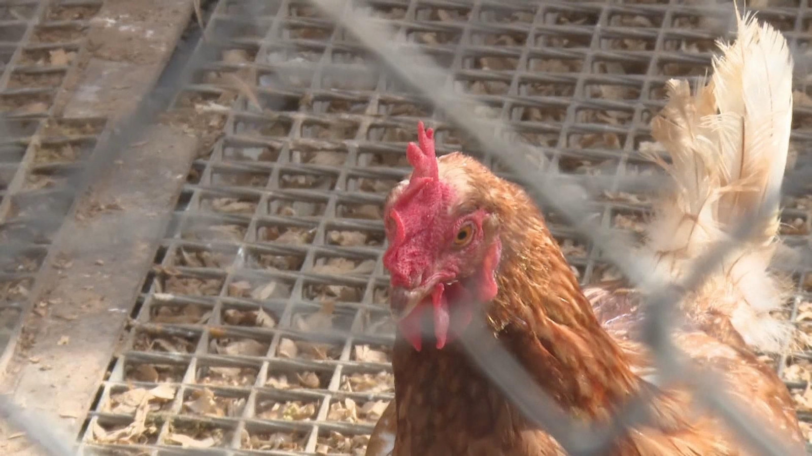 J018 VARIOS GALLINAS CONFINADAS frame 392