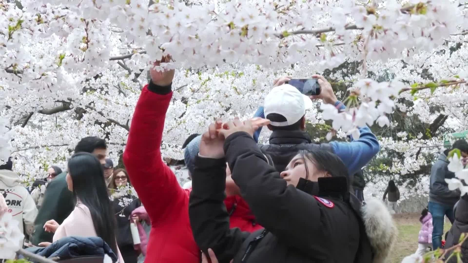 va canada cerezos flor