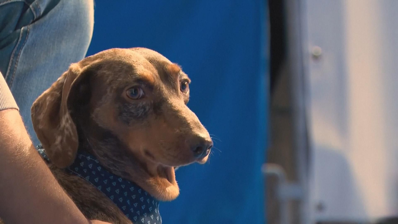 Múnich acoge una divertida y loca carrera de perros salchicha