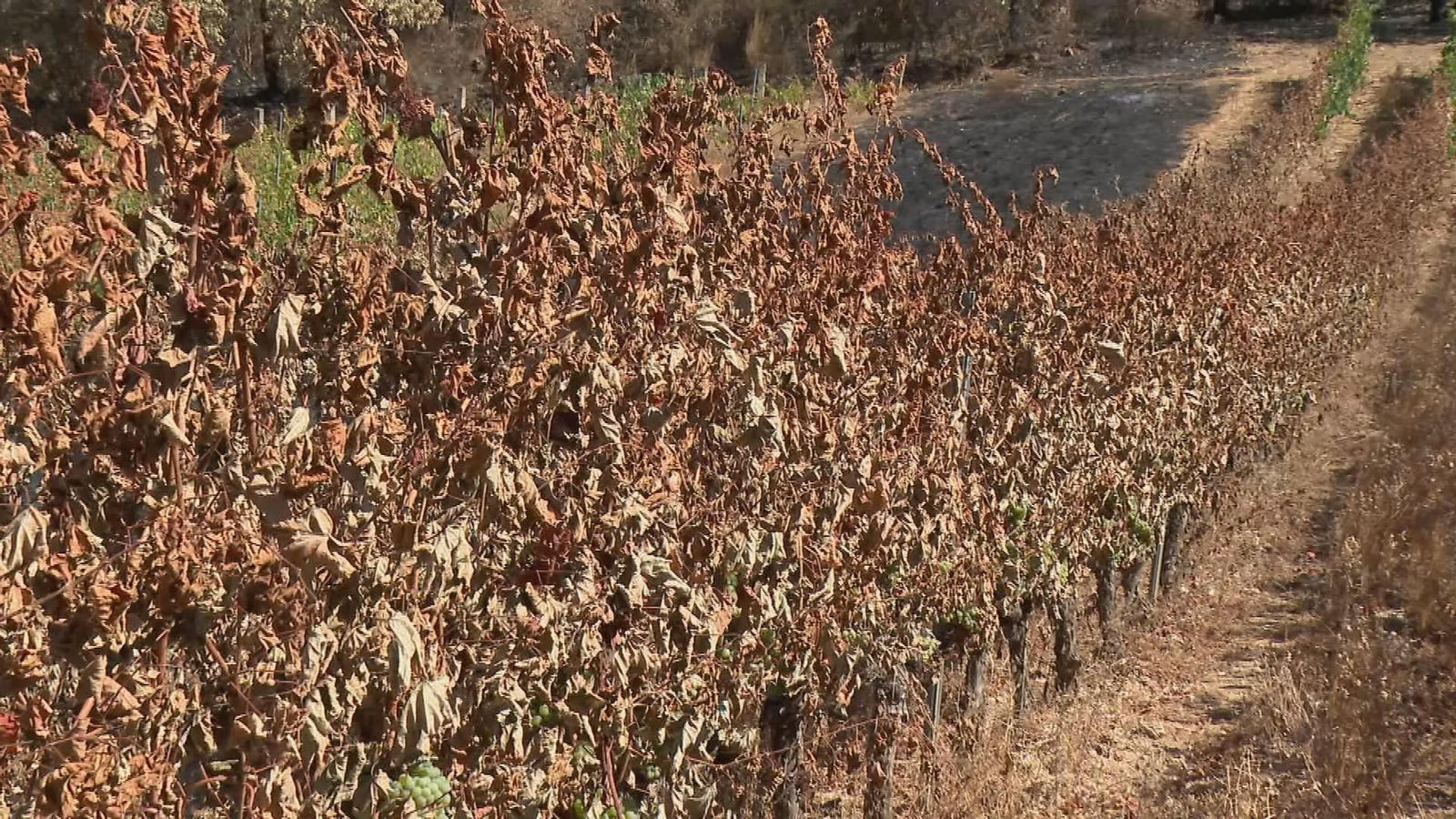 Daños Incendios