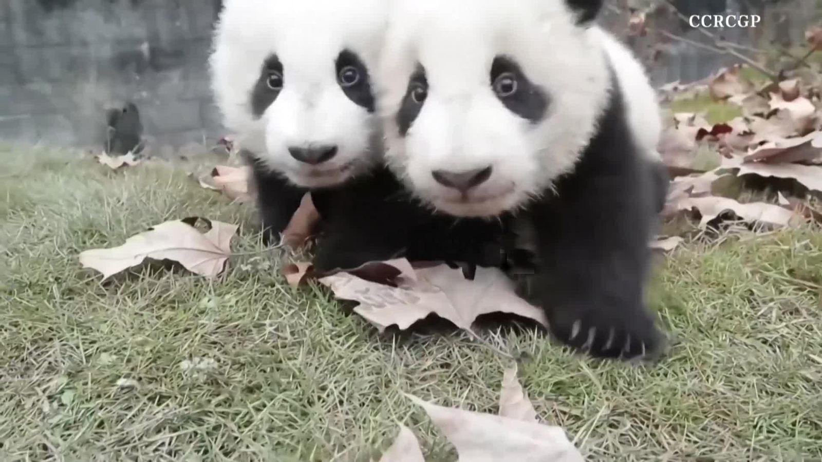va china pandas jugando