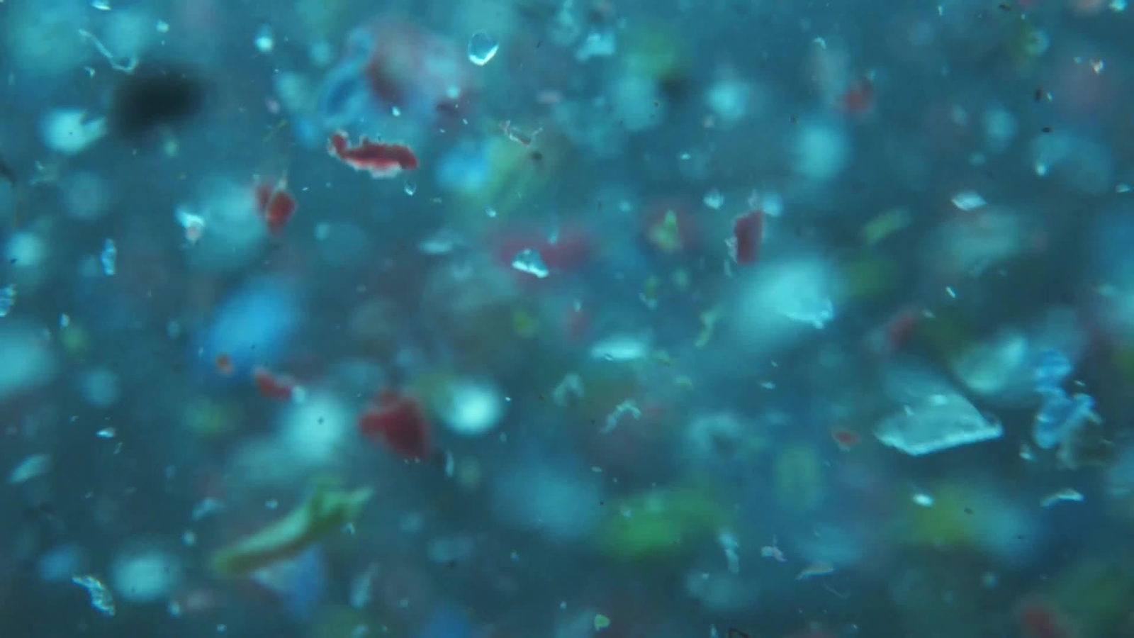 web caza microplasticos