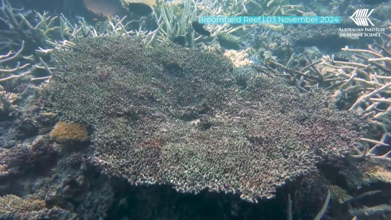 va peligro barrera de coral australia