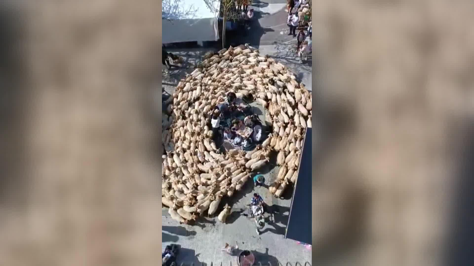 web ovejas en el bar