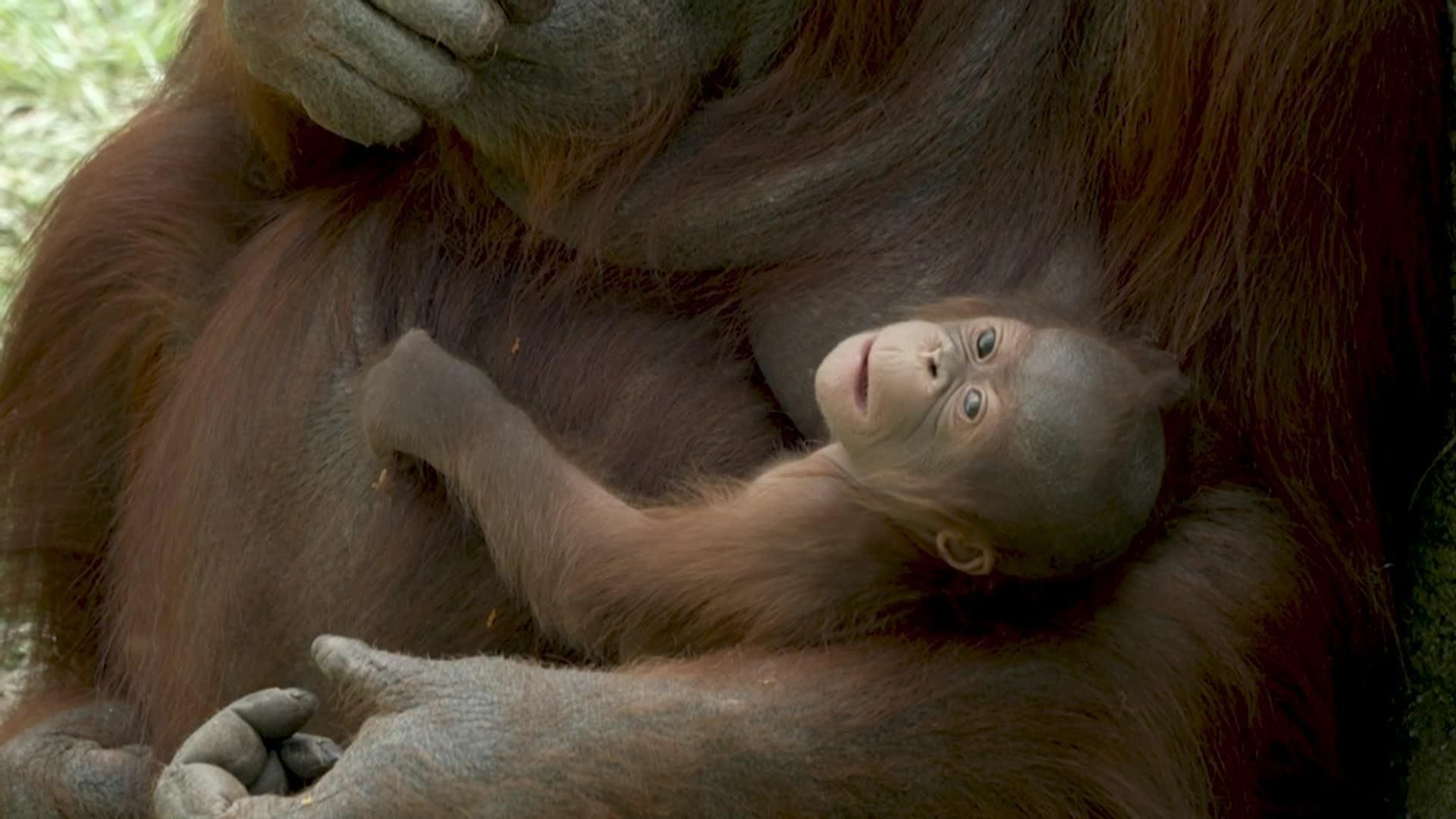 va nacimiento orangutan zoo de madrid