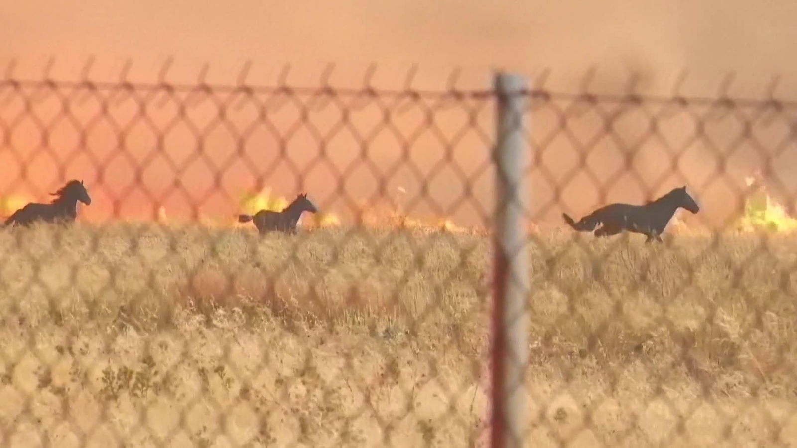 va caballos huyendo fuego grecia