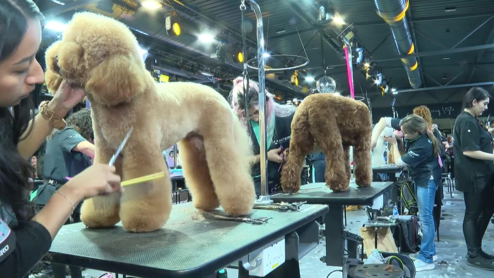 web peluqueria canina