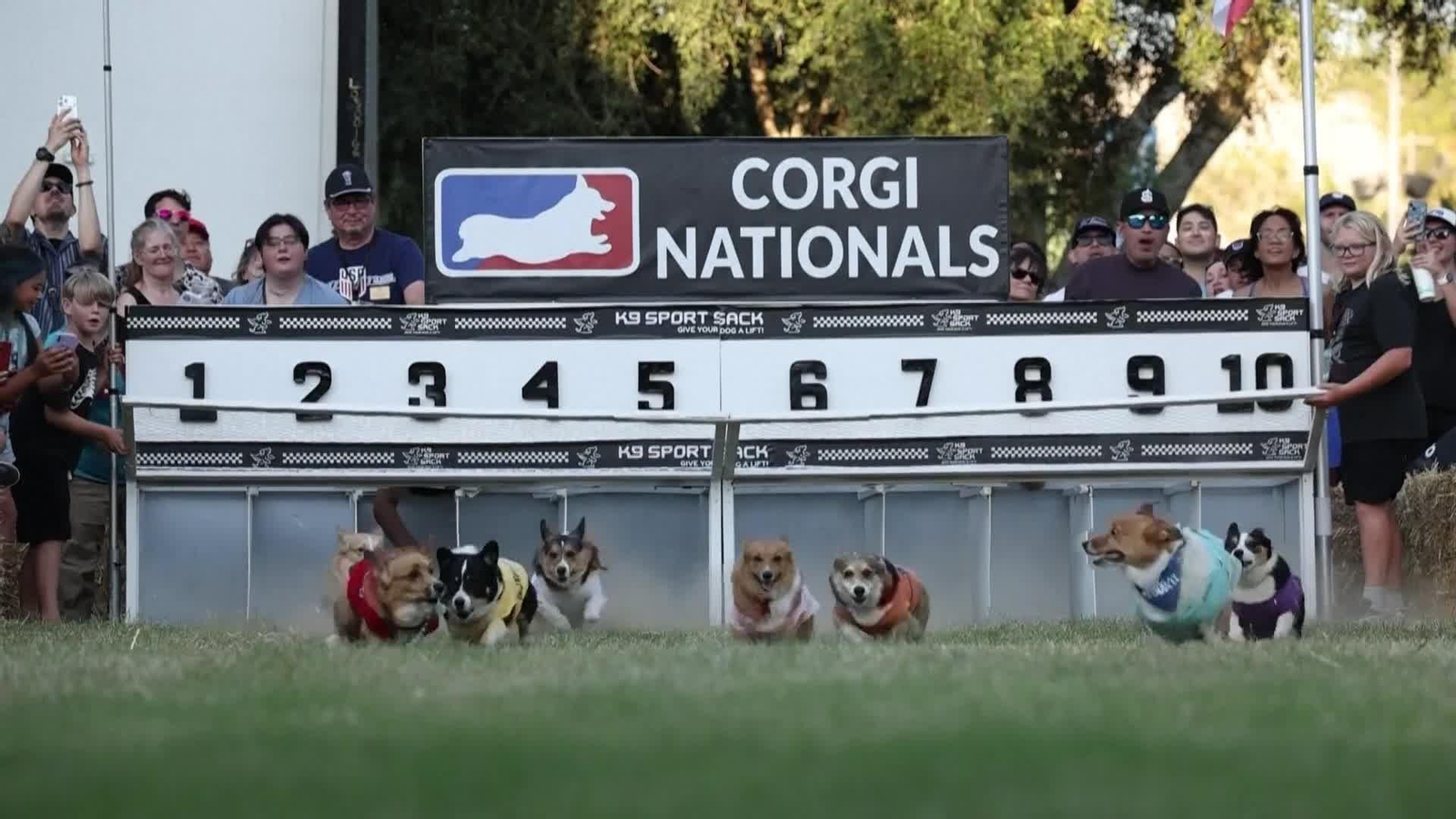 web carreras de corgis eeuu