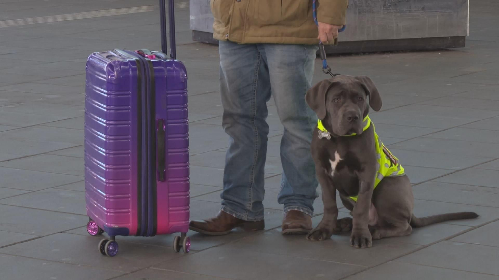 Valencia se consolida como la ciudad perfecta para viajar con perro