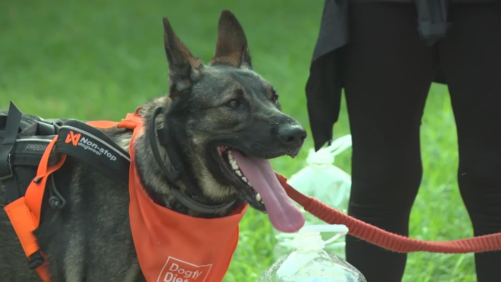 va carrera perros solidaria ok