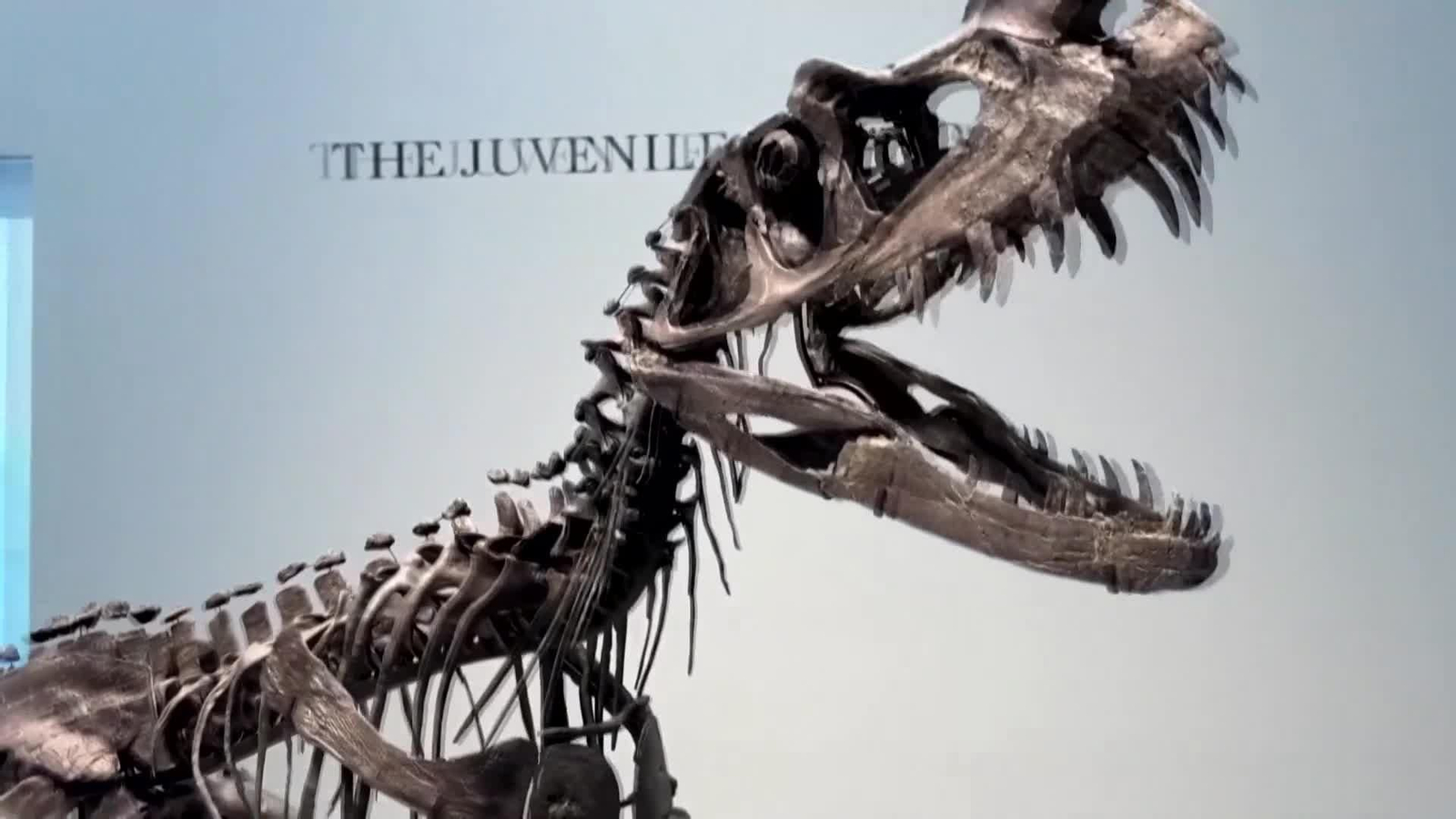 Subastado un raro esqueleto de Ceratosaurus juvenil por 30,5 millones de dólares