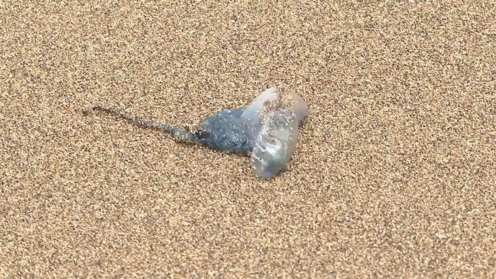 L060-BIZKAIA MEDUSAS EN AZKORRI Y HONDARRIBIA TARDE