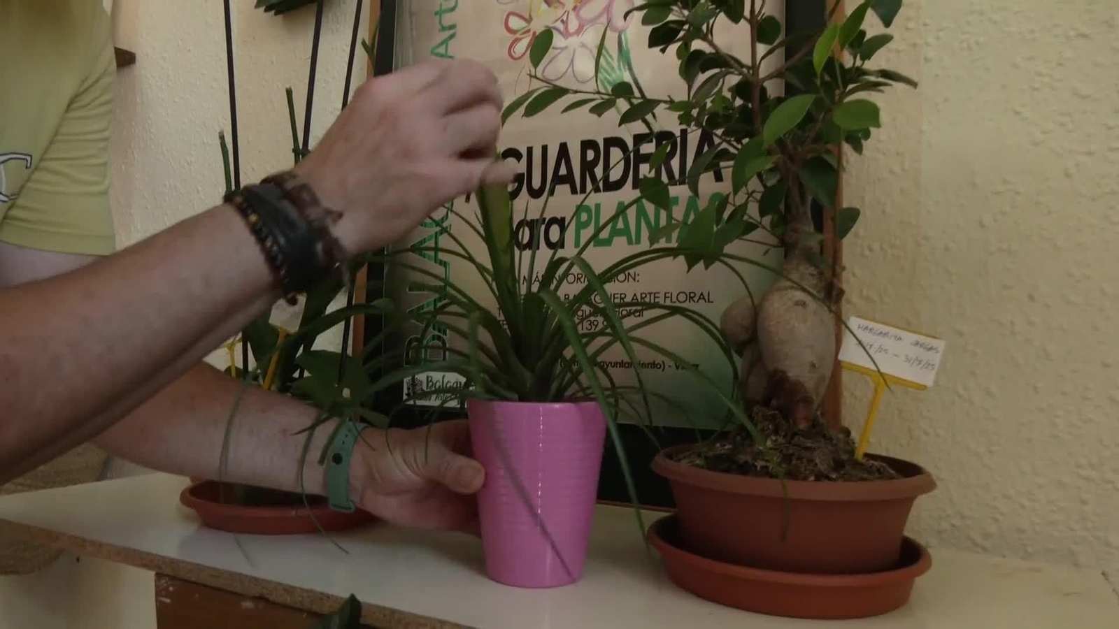 web hoteles para plantas