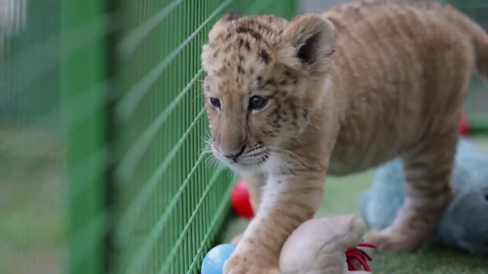 Nace un ligre en un zoo privado de Rumanía con el nombre de Goliath