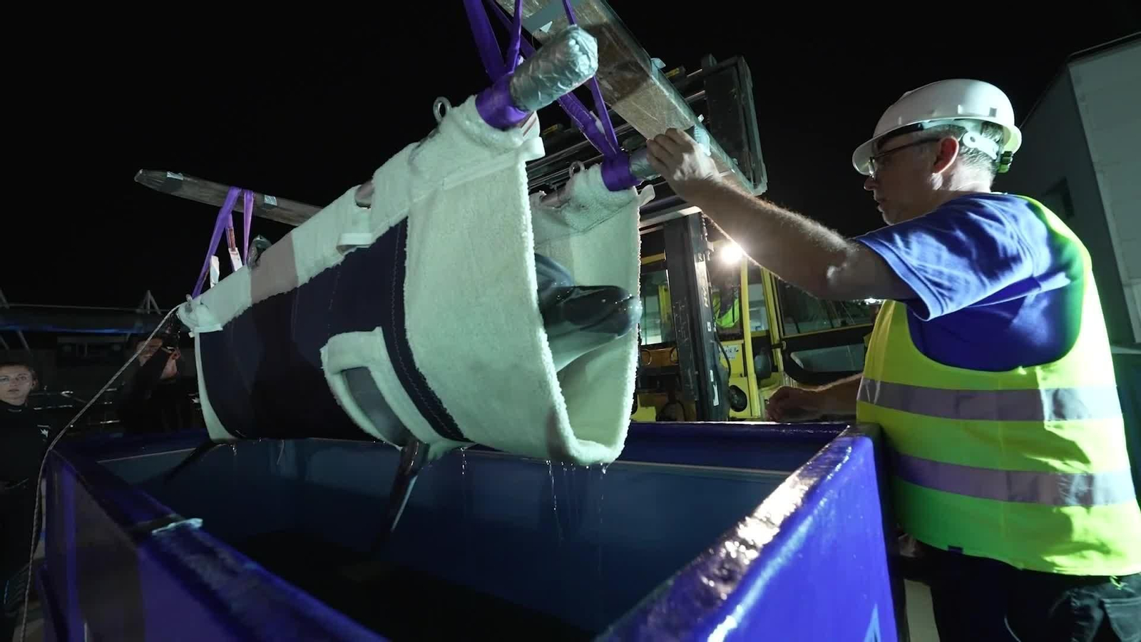 J052-EDI VALENCIA RESCATE BELUGAS Y DELFINES