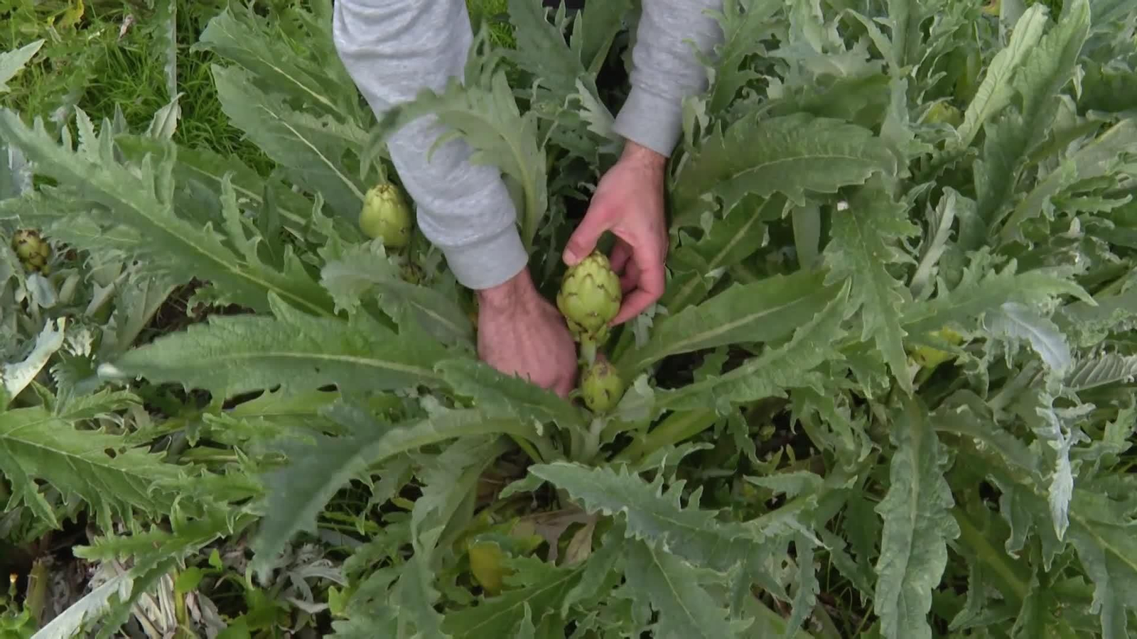 web el impacto de mercosur