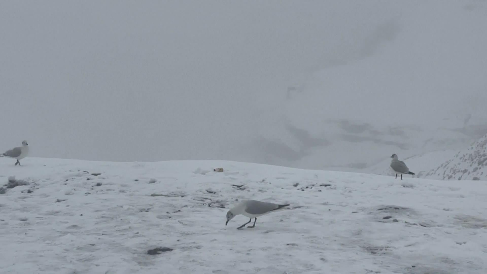 va nieve bolivia