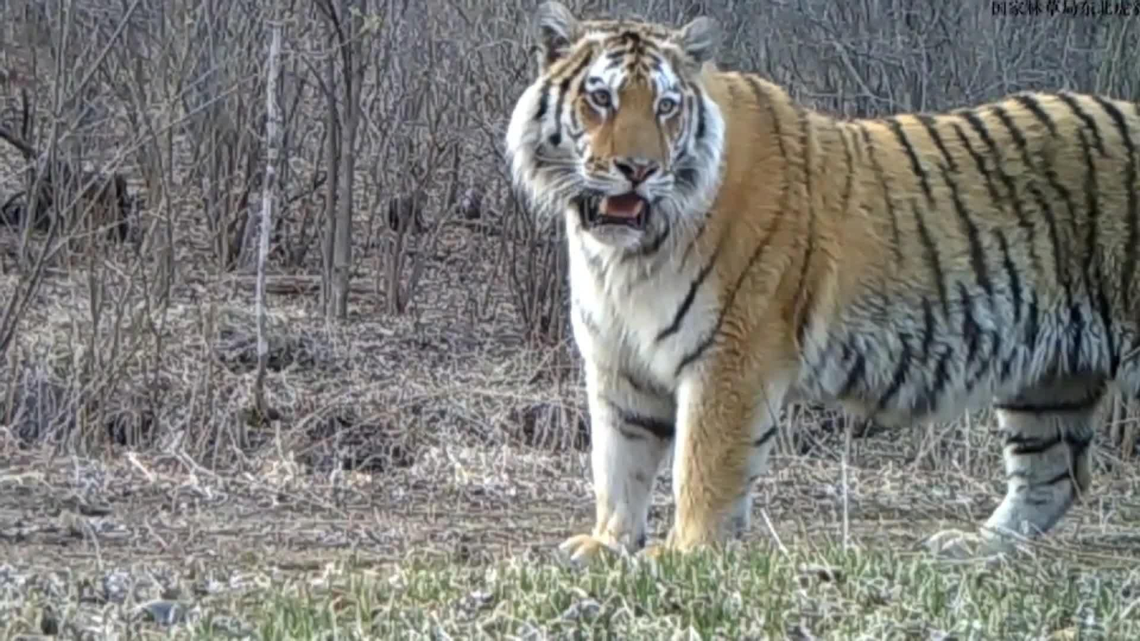va tigresa siberiana