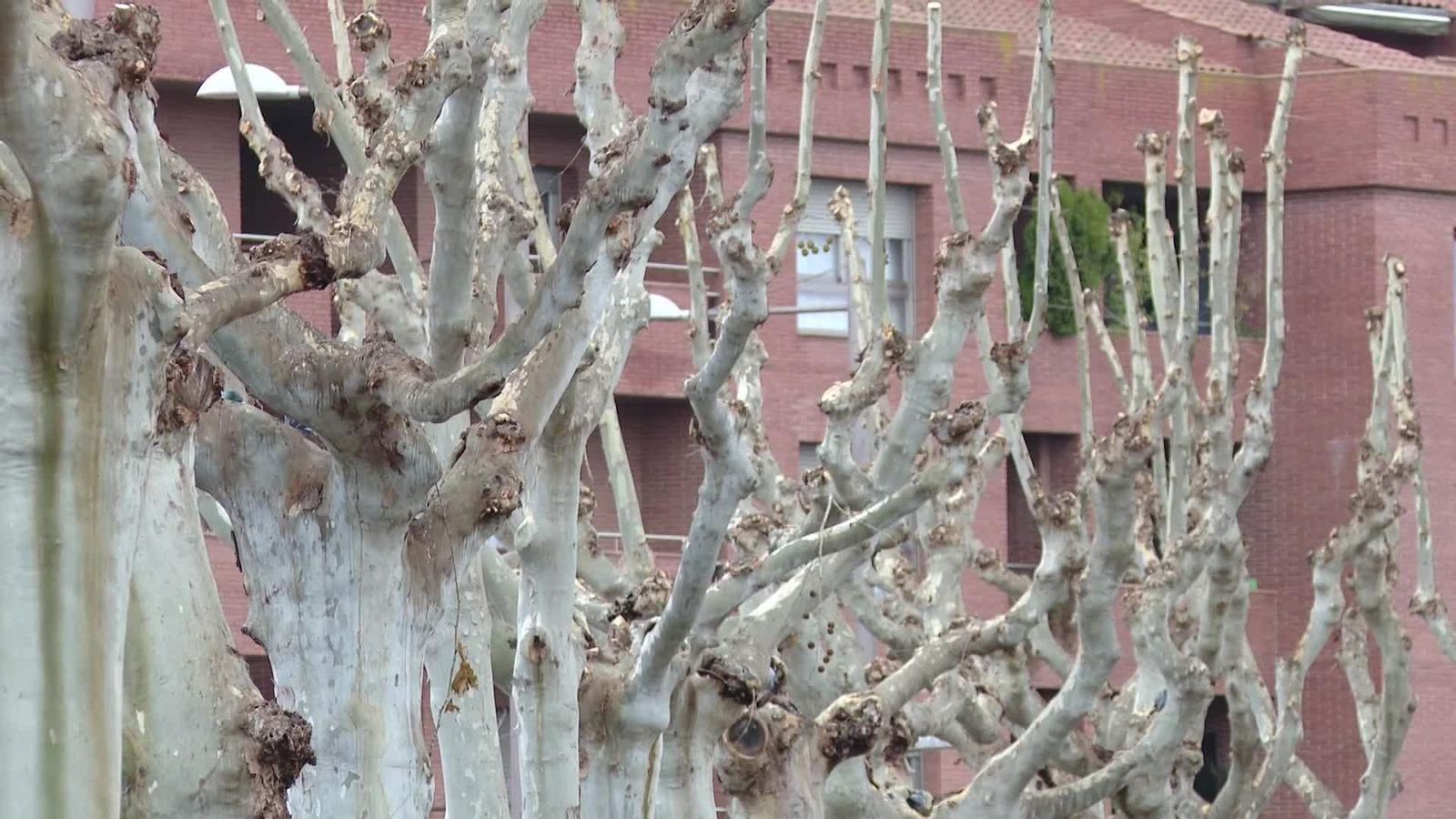 M056-LLEIDA PLAGA DE ESTORNINOS MOLLERUSSA