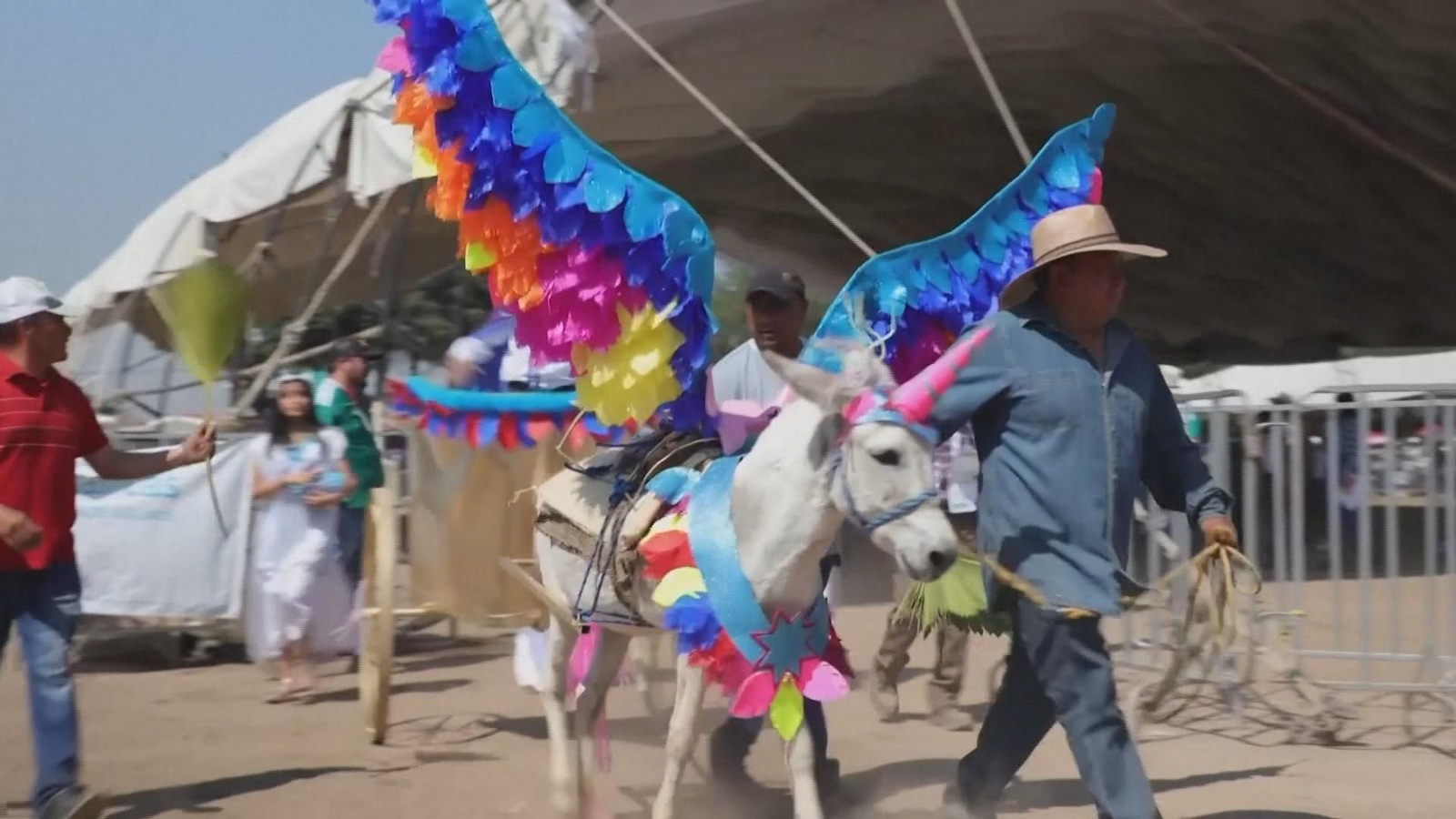 burros 1 de mayo mexico