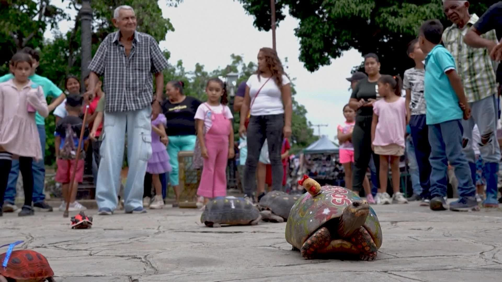 va venezuela carrera tortugas pintadas