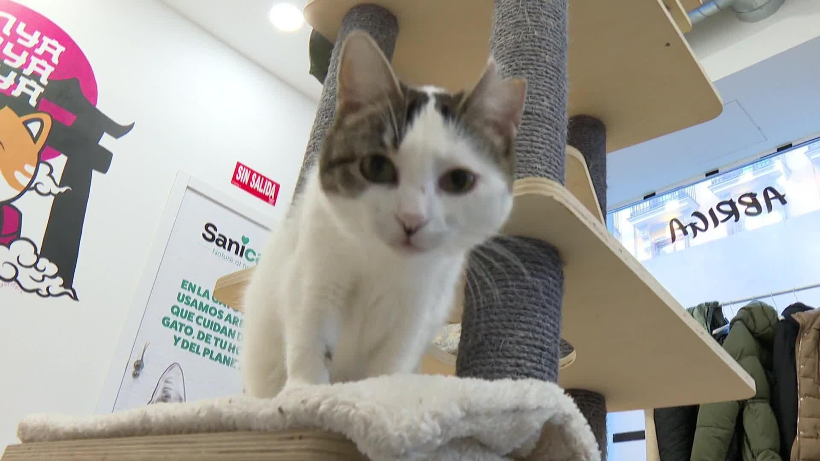 Italia abre la puerta al permiso laboral por cuidado de mascotas