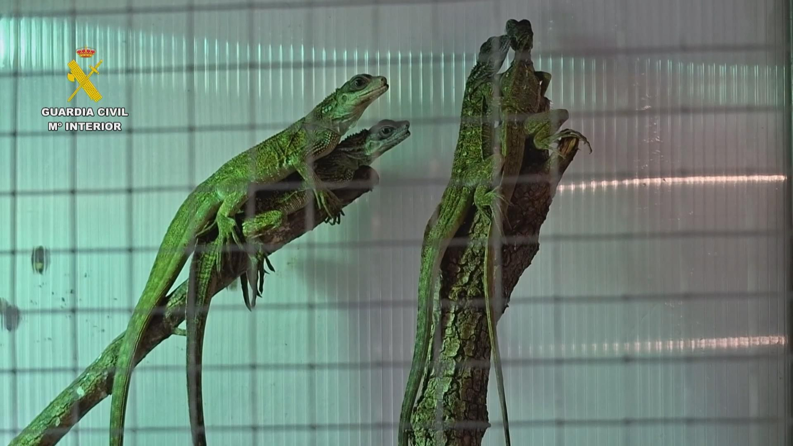 V011 IMAGENES GC OPERACION TRAFICO REPTILES VALENCIA frame 764