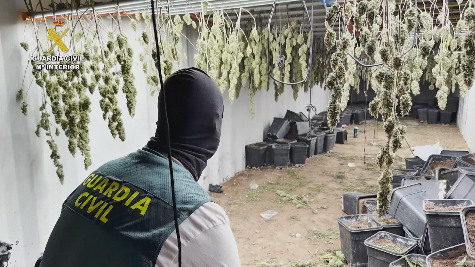 Desmantelada en Granada una plantación de marihuana oculta marítimos soterrados en contenedores