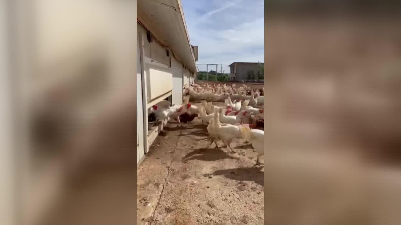 web confinamiento total