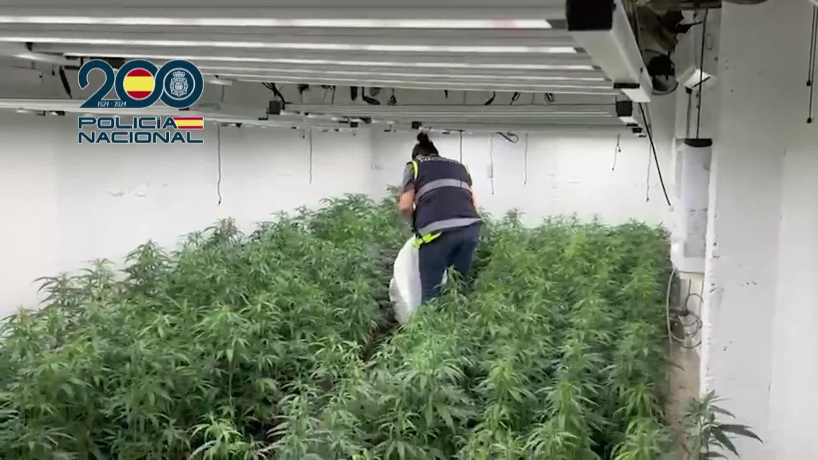 va marihuana en sacos de pienso