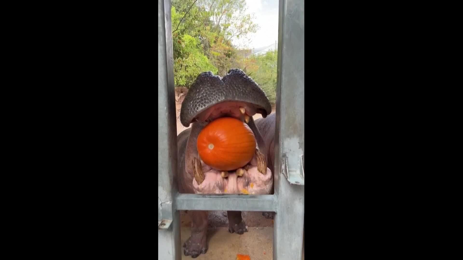 va hipopotamo aplasta calabaza va hipopotamo aplasta calabaza