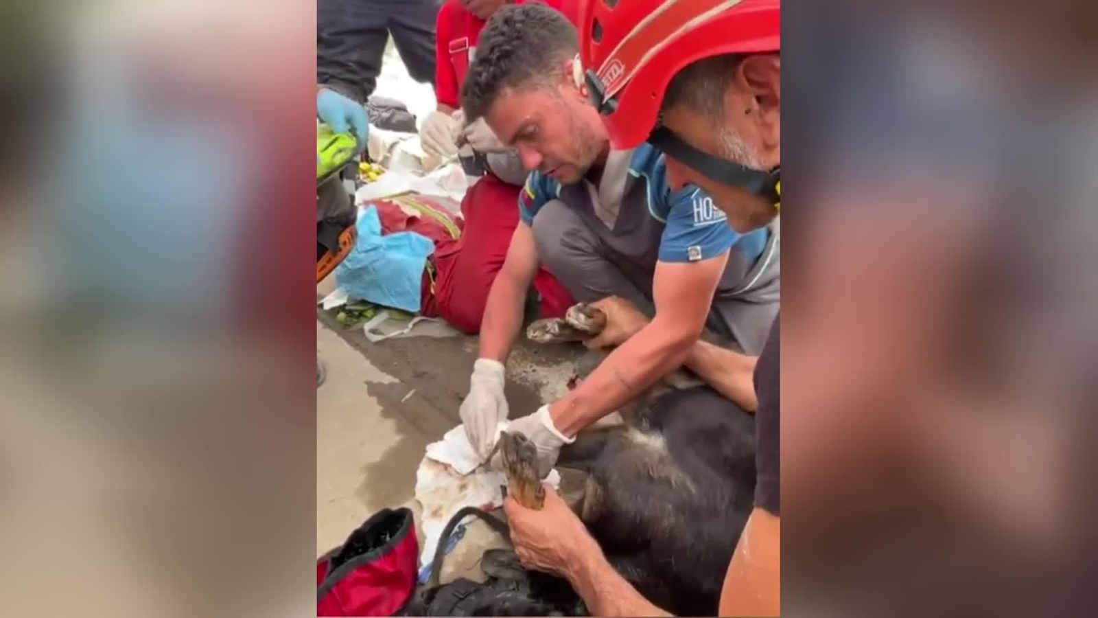 va ume rescate perro herido