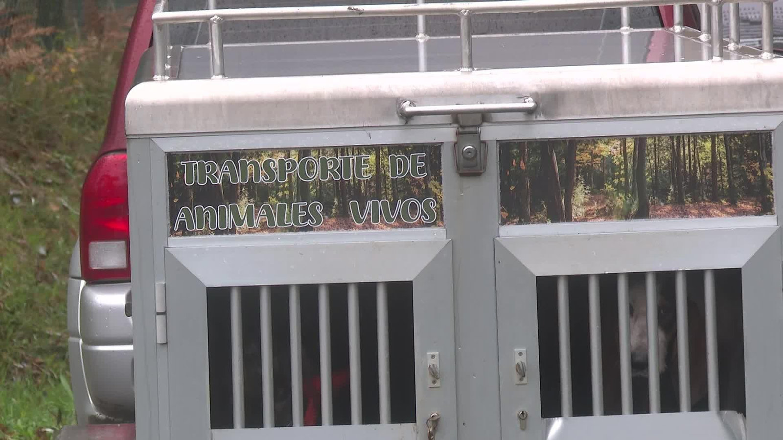 D035-SANTIAGO BATIDA JABALÍES PESTE PORCINA