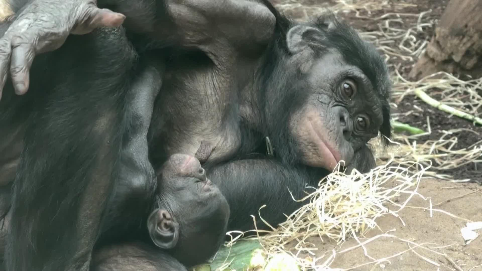 va alemania nace bebe mono en zoo frankfurt
