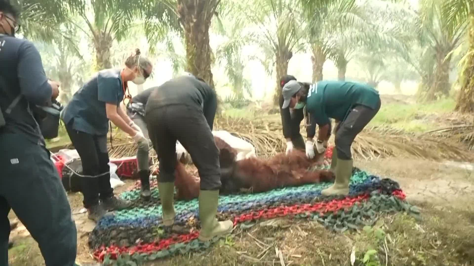 web orangutanes