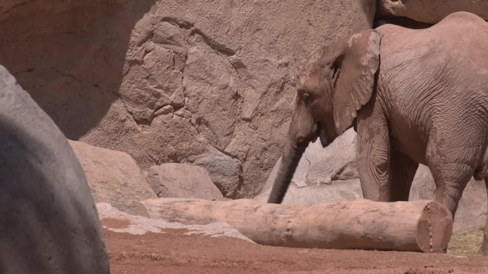 V028-VALENCIA BIOPARC ANIMALES ECLIPSE