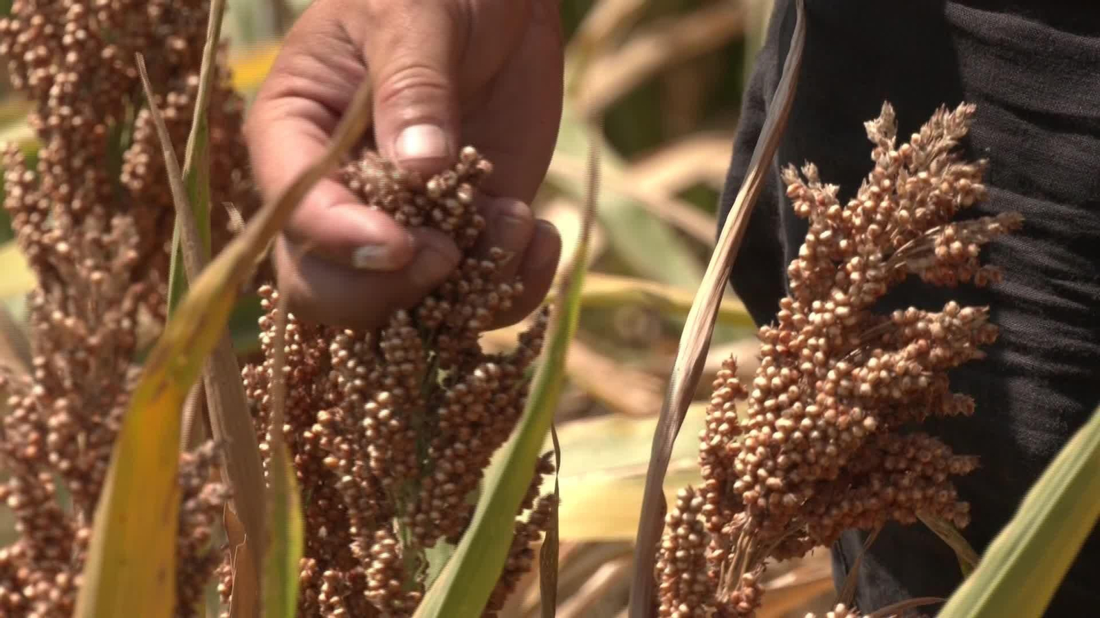 X019-VARIAS LOCALIZACIONES CEREAL SORGO