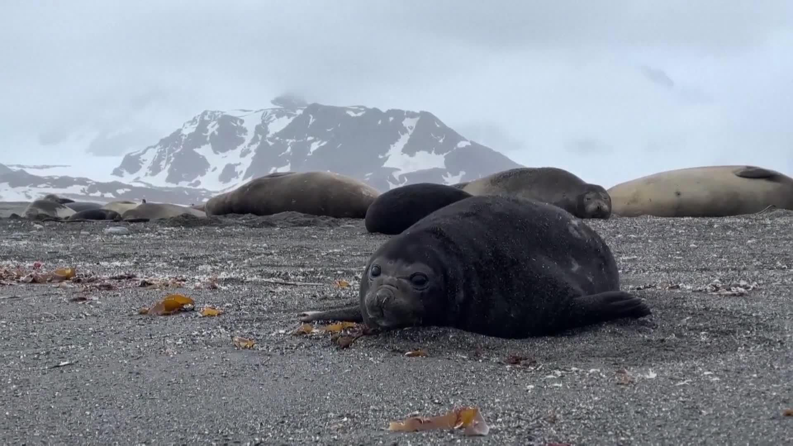 va antartida focas elefantes gripe aviar