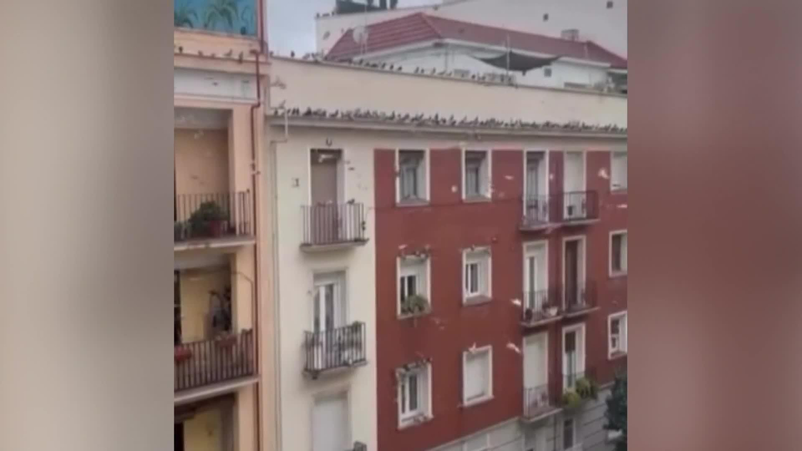 web palomas delicias