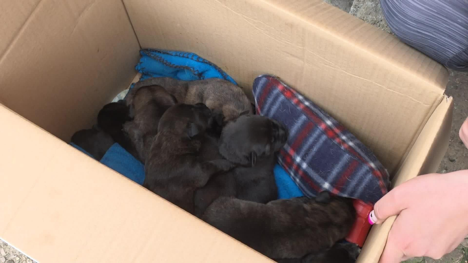 X045-CANTABRIA CACHORROS ABANDONADOS BOLSA