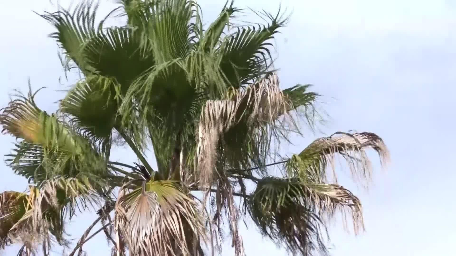 L048-GRANADA AVISO VIENTO