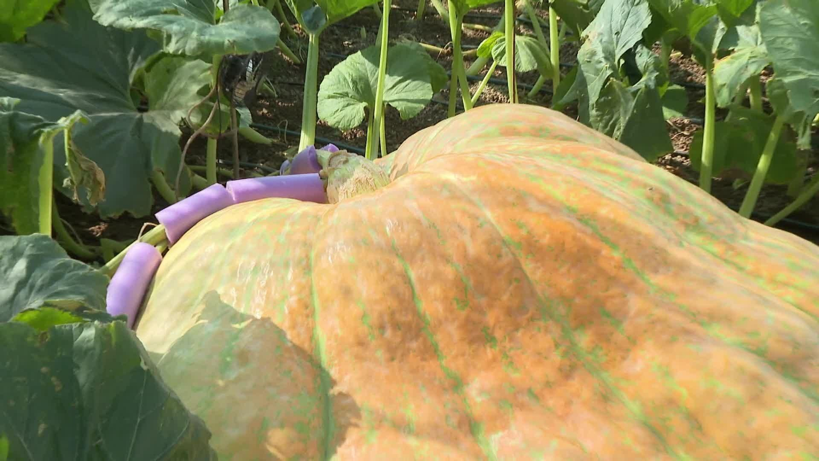 Antonia, la calabaza gigante