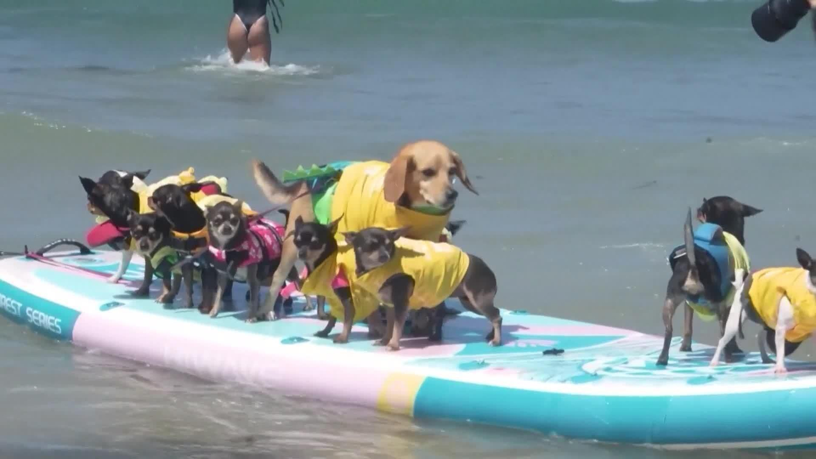va perros surfistas