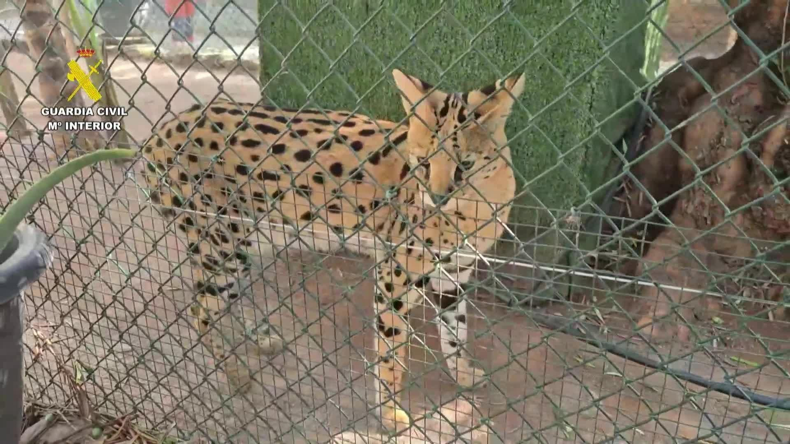 web cebras y otros animales