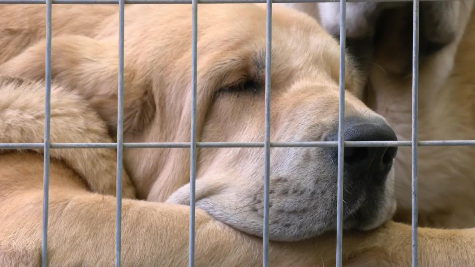 D024-MALAGA FERIA PERROS TORREMOLINOS