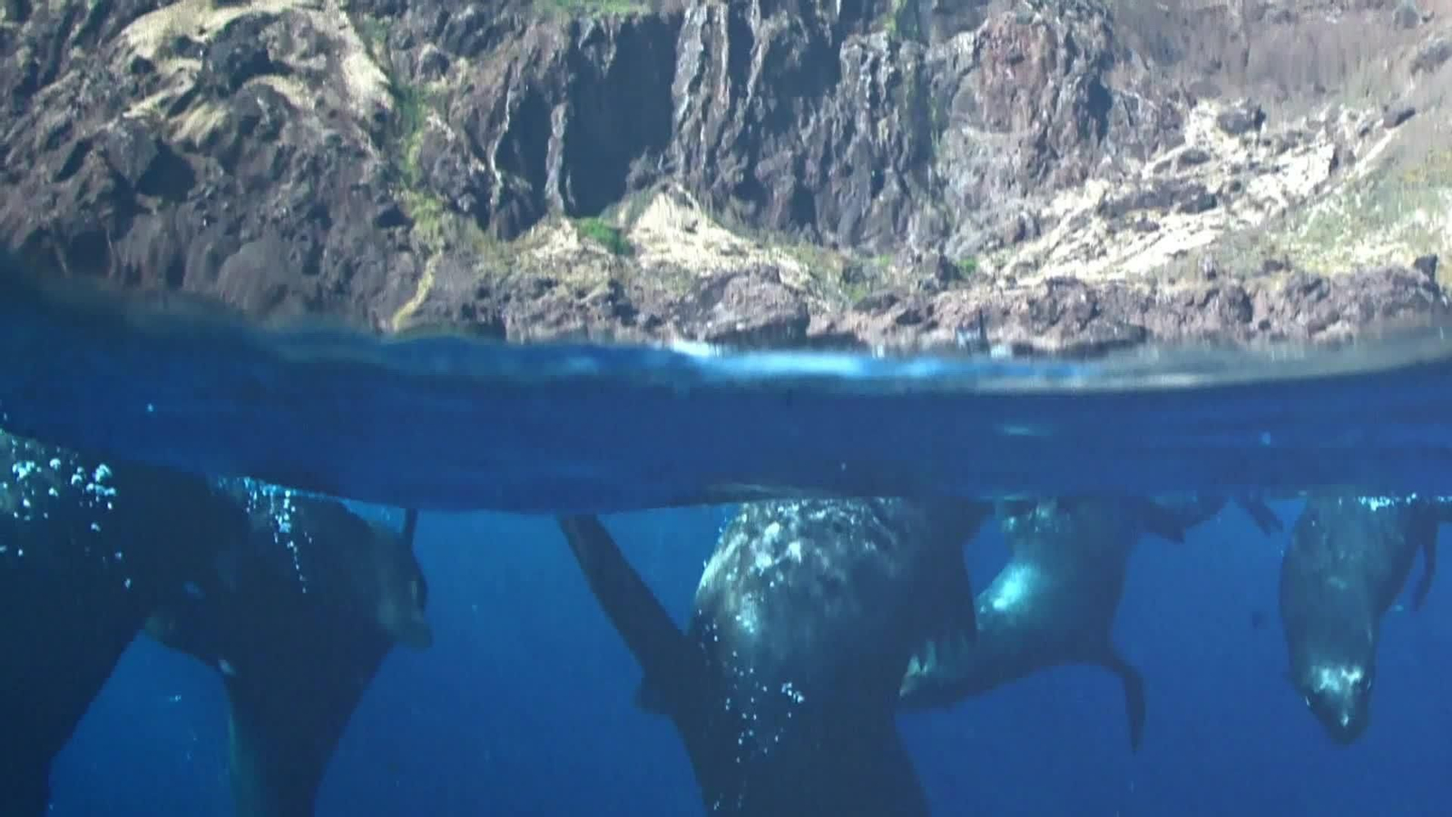 web pristine seas