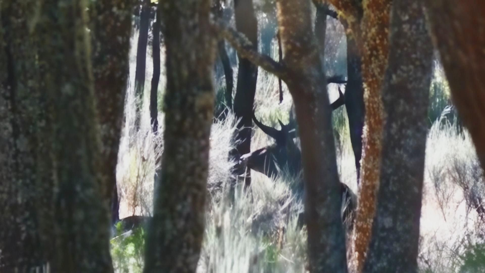 Berrea en las montañas de Palencia