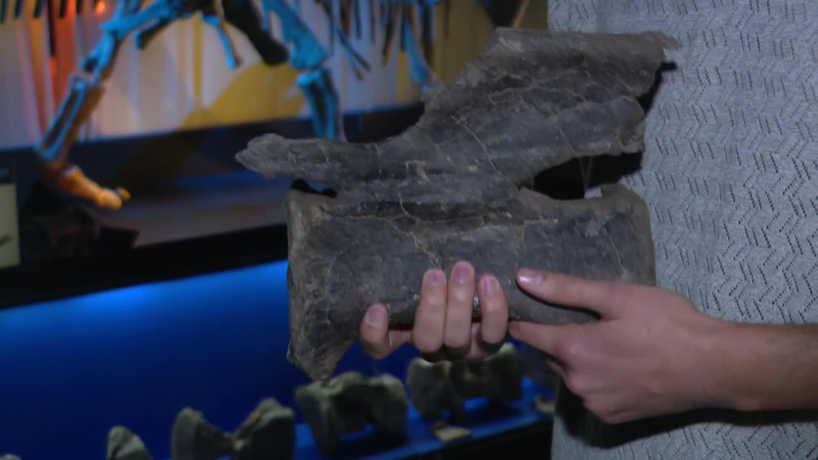 va teruel presentacion diplodocus