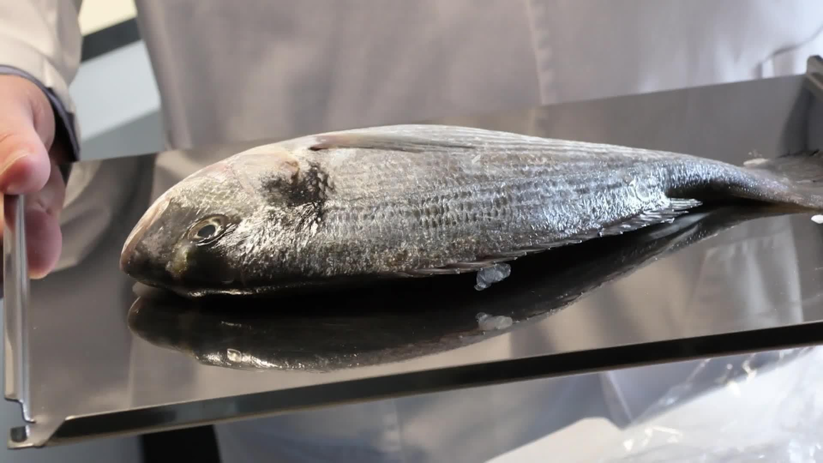 web implantes cornea escamas peces